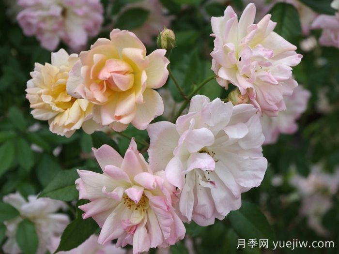 菲利斯彼得月季(图2)