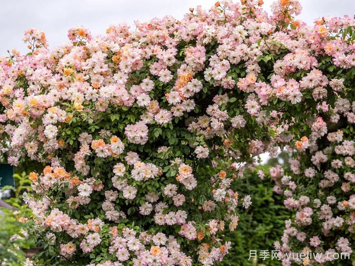 菲利斯彼得月季(图3)