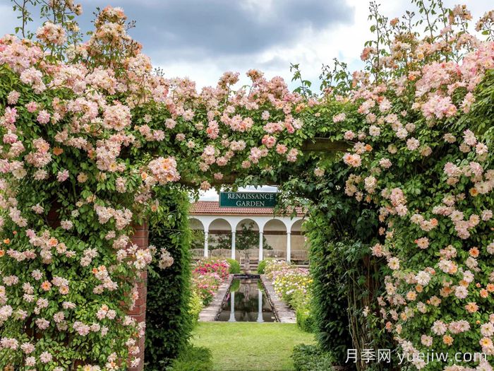 菲利斯彼得月季(图4)