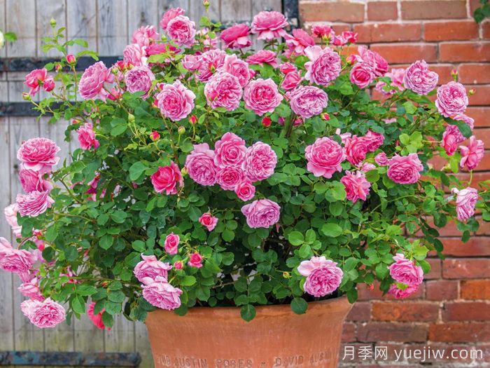 肯特公主月季/亚历山德拉公主月季(图3)