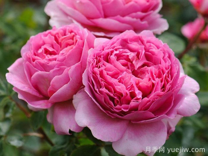 肯特公主月季/亚历山德拉公主月季(图4)