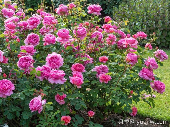 肯特公主月季/亚历山德拉公主月季(图6)