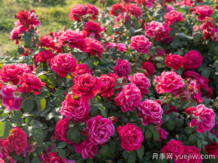 14周年红月季/朝阳红(图3)