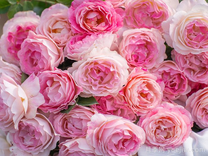 绮罗香月季(图1)