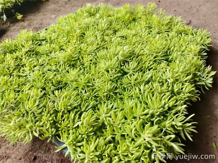 花境是什么?有哪些花境植物?(图2) 花境是什么?有哪些花境植物?(图2)