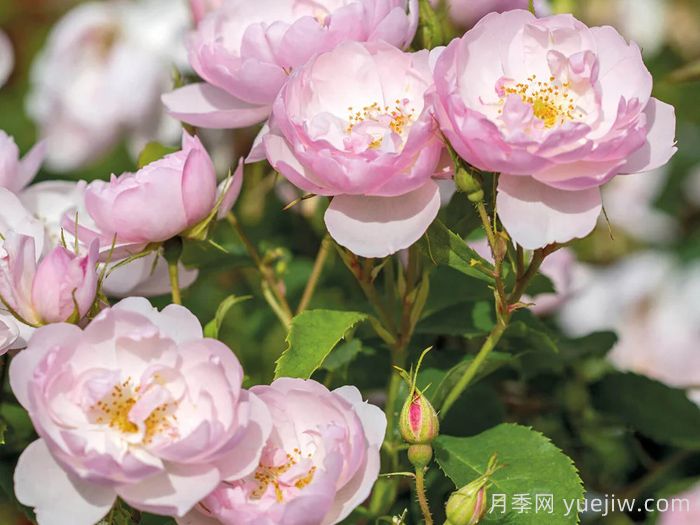 斯卡堡集市月季/斯卡布罗集市月季(图3)