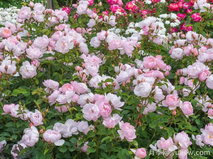 斯卡堡集市月季/斯卡布罗集市月季(图4)