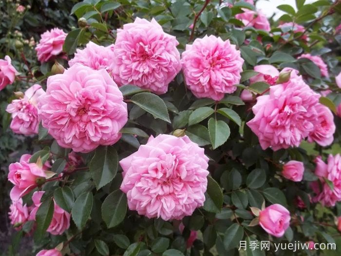 保罗诺埃尔月季/保罗诺尔/保罗圣诞节(图3)