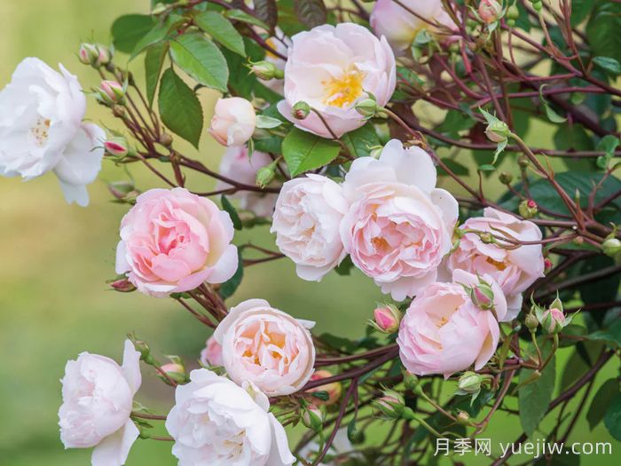 湖中仙女月季/莱克夫人月季/湖中女郎(图2) 湖中仙女月季/莱克夫人月季/湖中女郎(图2)