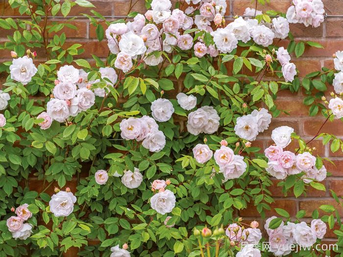 湖中仙女月季/莱克夫人月季/湖中女郎(图3) 湖中仙女月季/莱克夫人月季/湖中女郎(图3)