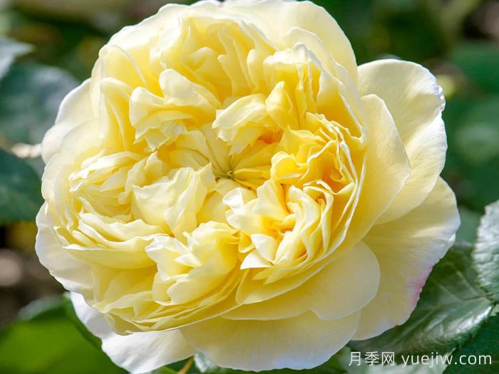 查尔斯达尔文月季(图1)