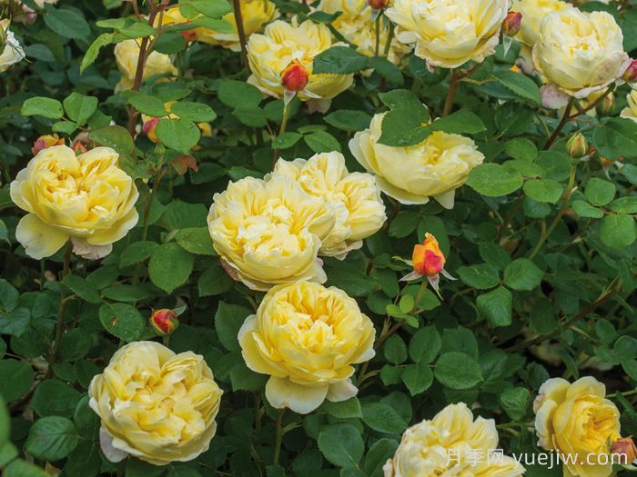 查尔斯达尔文月季(图4)