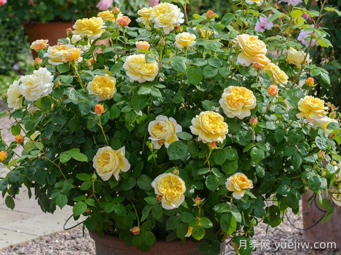 查尔斯达尔文月季(图5)