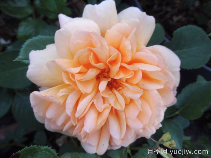 朱迪丹奇夫人月季/朱迪丹奇爵士(图4)