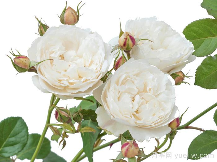 威廉和凯瑟琳月季(图4)