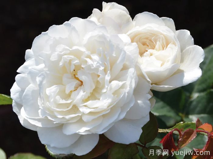 威廉和凯瑟琳月季(图1)