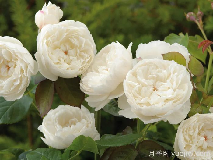 威廉和凯瑟琳月季(图2)