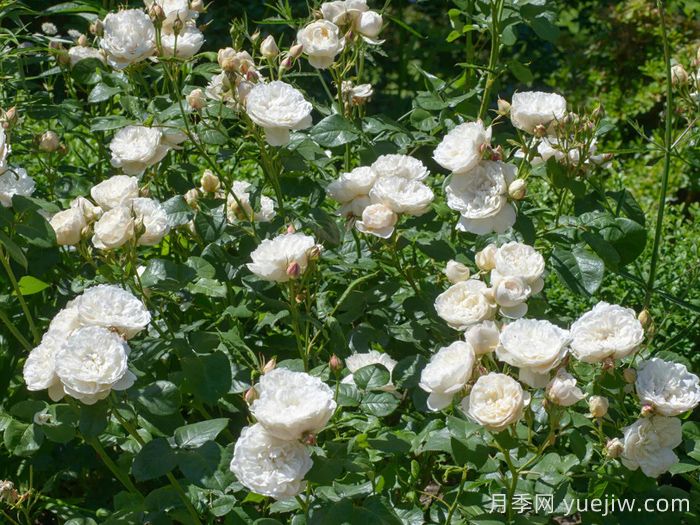 威廉和凯瑟琳月季(图3)