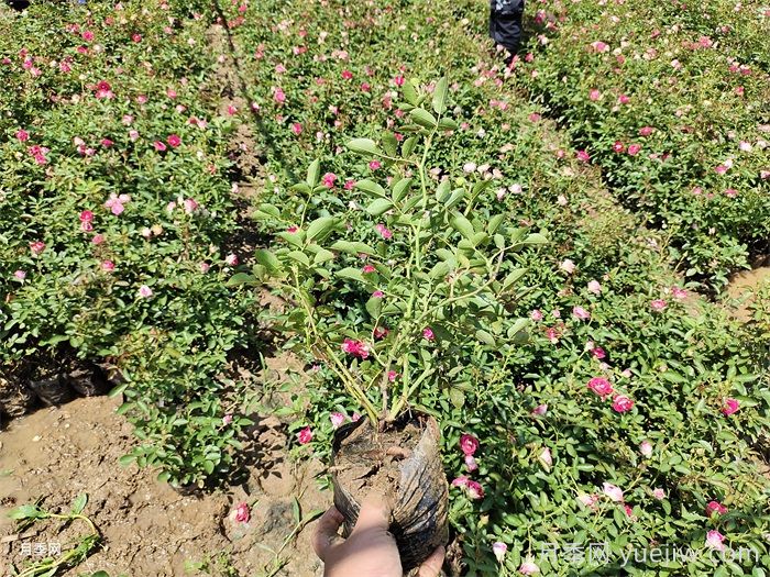 秋季月季小苗快速服盆的10个注意事项(图1)