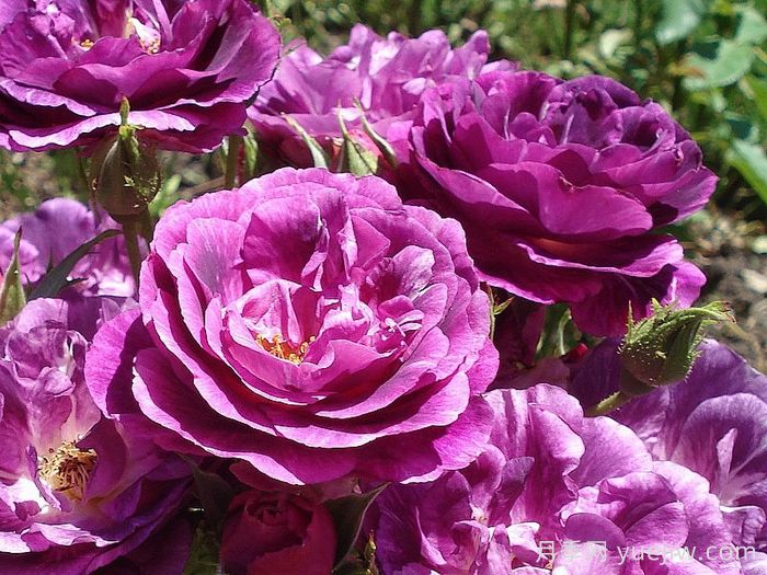 可藤可灌月季品种盘点,随你所愿(图1) 可藤可灌月季品种盘点,随你所愿(图1)