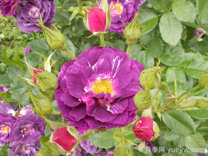 奥秘月季/神秘月季(图4)