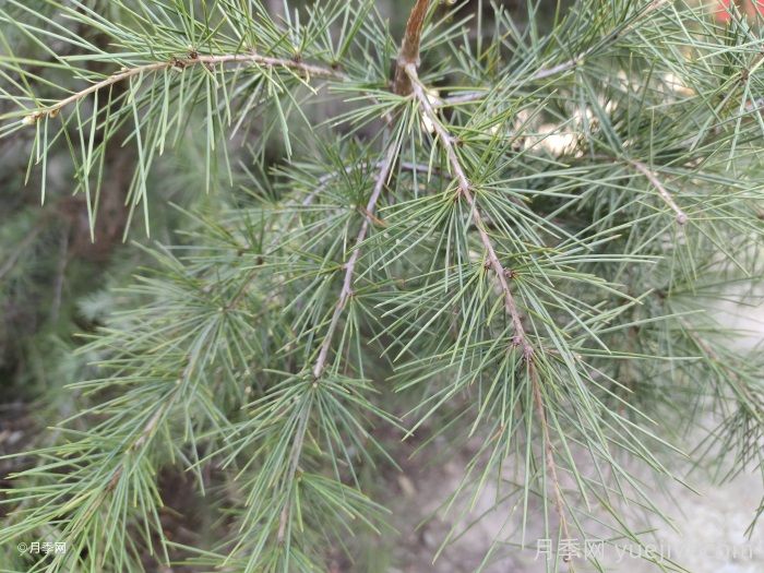 雪松是松树的一种吗？(图1)