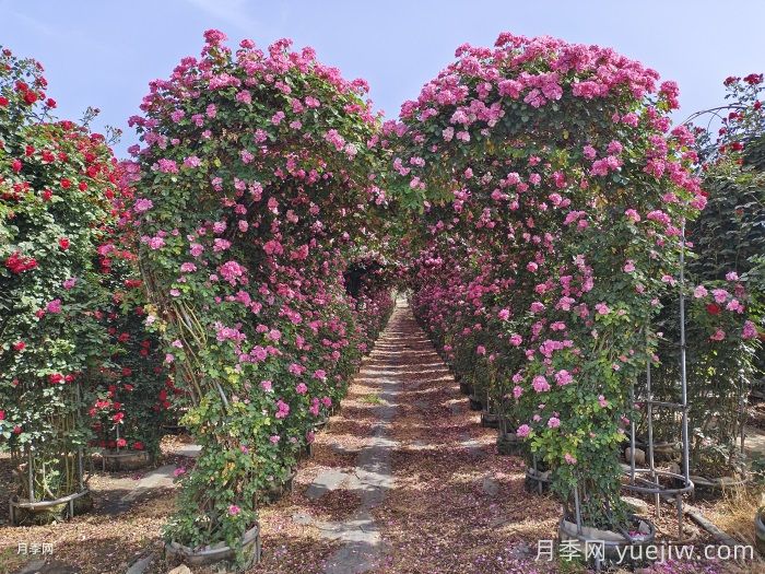 藤本月季搭架方法(图1) 藤本月季搭架方法(图1)