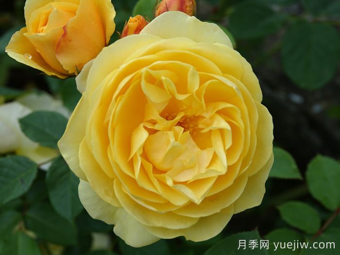 格拉汉托马斯月季(图2)