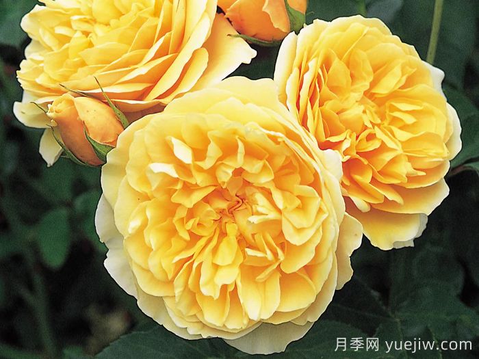 格拉汉托马斯月季(图1)