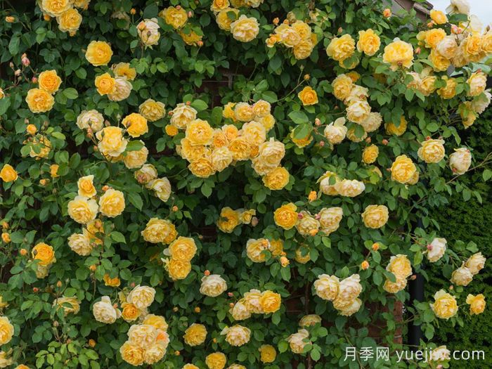 格拉汉托马斯月季(图4)