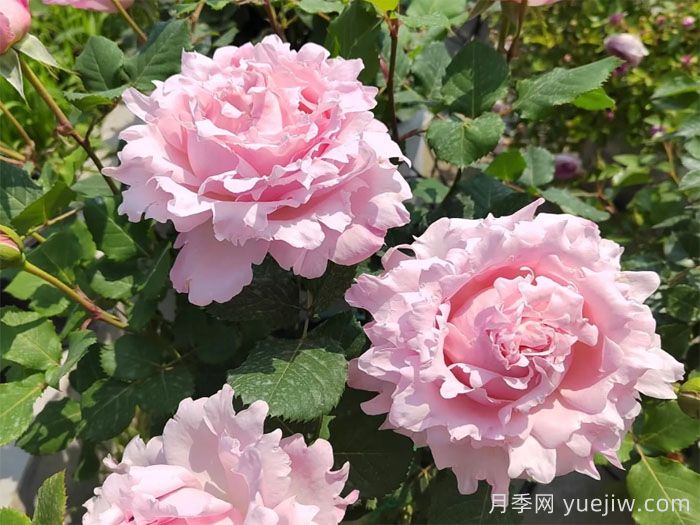 可藤可灌月季品种盘点,随你所愿(图2) 可藤可灌月季品种盘点,随你所愿(图2)