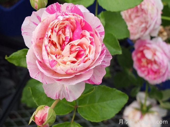 可藤可灌月季品种盘点,随你所愿(图3) 可藤可灌月季品种盘点,随你所愿(图3)