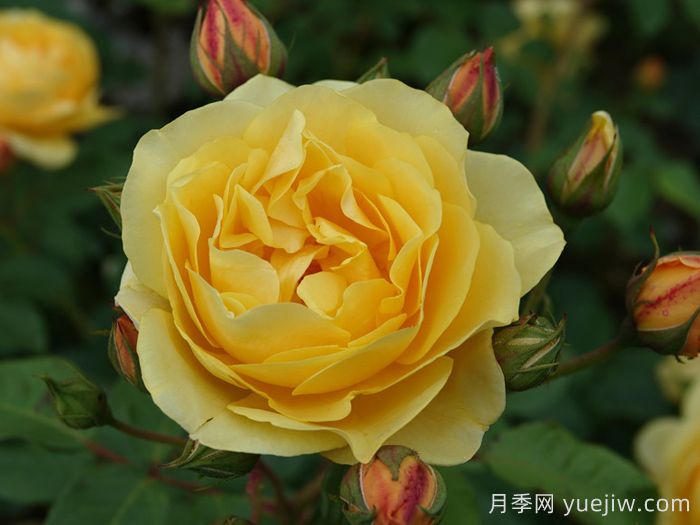 可藤可灌月季品种盘点,随你所愿(图4) 可藤可灌月季品种盘点,随你所愿(图4)