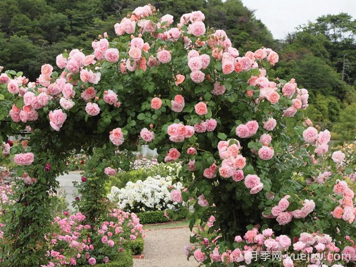 草莓山月季(图5)