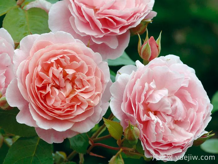 草莓山月季(图1)