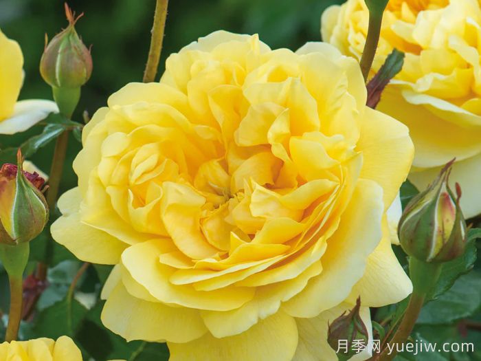 诗人的妻子月季(图1)