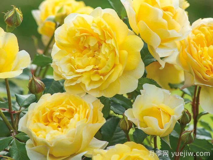 诗人的妻子月季(图2)