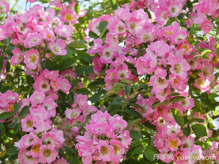 邱园漫步者月季/克佑漫步者/秋曼舞者(图1)