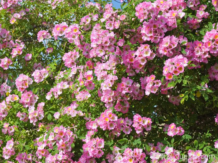 邱园漫步者月季/克佑漫步者/秋曼舞者(图4)