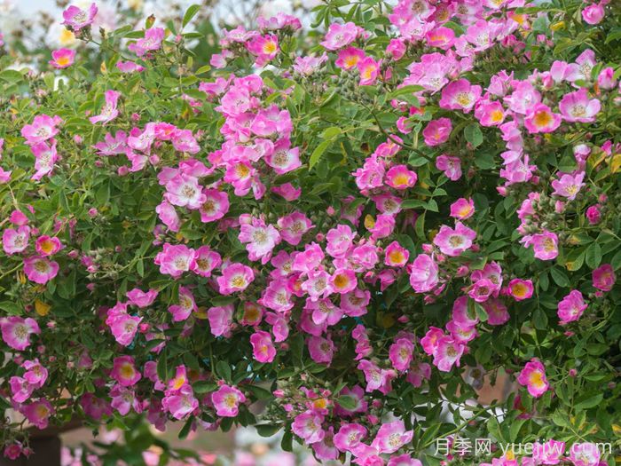 邱园漫步者月季/克佑漫步者/秋曼舞者(图3)