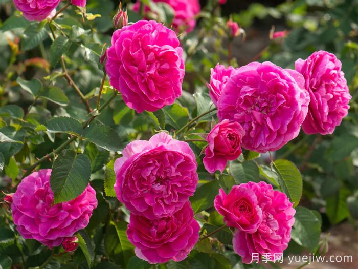 英格兰玫瑰月季(图2)