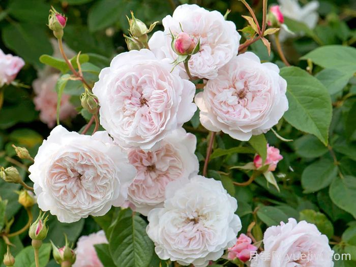 奥尔布莱顿月季/奥尔布莱顿兰布勒(图2)