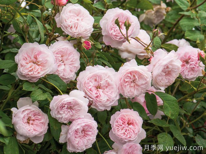 奥尔布莱顿月季/奥尔布莱顿兰布勒(图1)