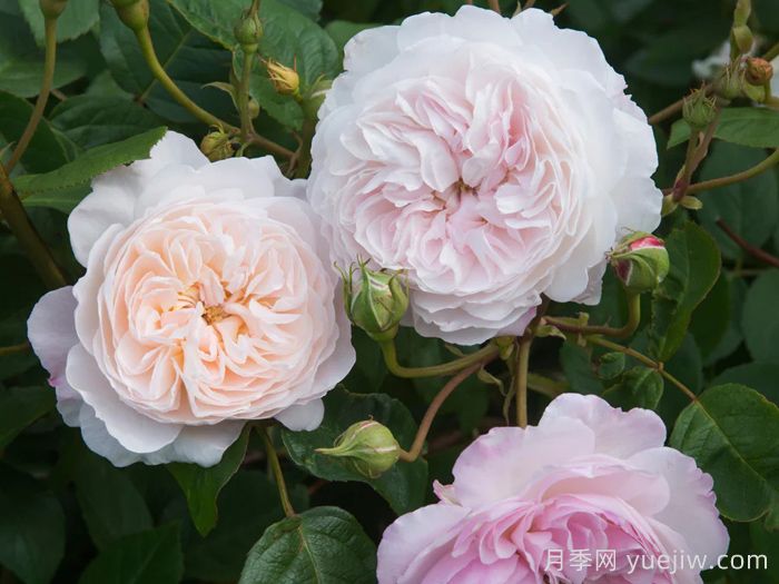 奥尔布莱顿月季/奥尔布莱顿兰布勒(图3)
