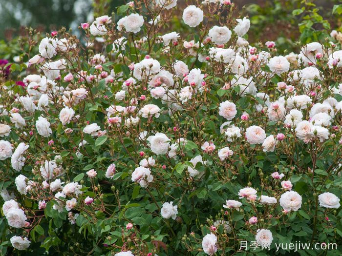 奥尔布莱顿月季/奥尔布莱顿兰布勒(图4)