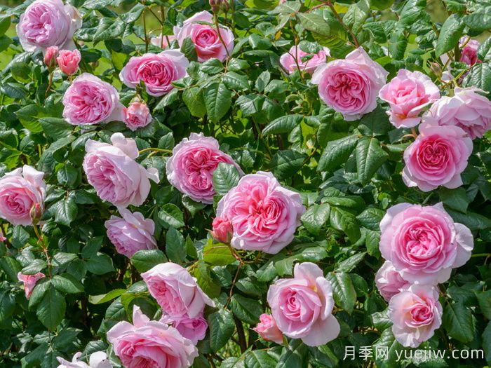 古代水手月季/凯尔姆斯科特月季(图3)