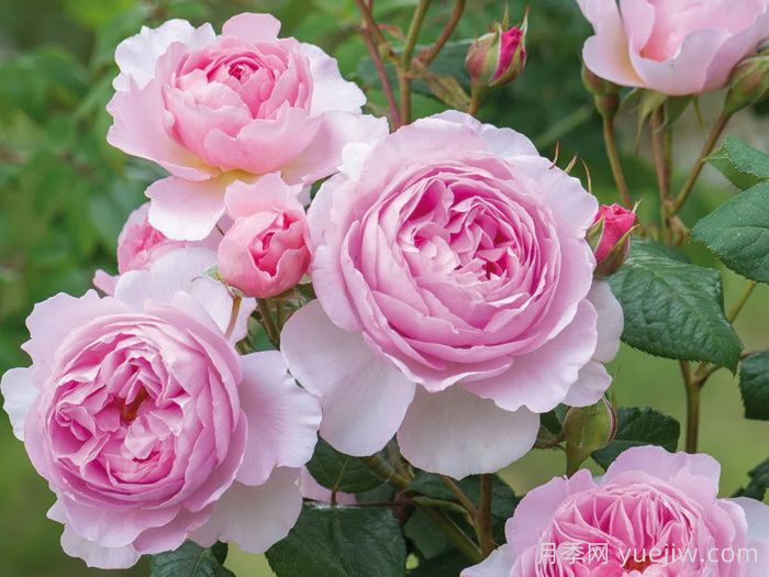 古代水手月季/凯尔姆斯科特月季(图2)