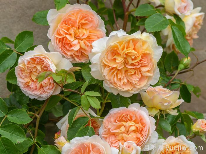 芭思希芭月季/所罗门王月季(图4)