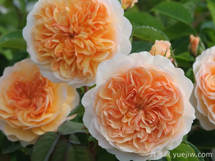 阳光港月季/港口阳光(图2)