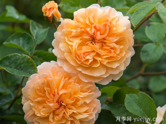 阳光港月季/港口阳光(图3)